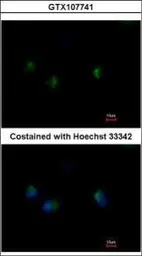 Anti-MST4 antibody [C3], C-term used in Immunocytochemistry/ Immunofluorescence (ICC/IF). GTX107741