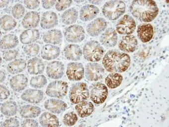 Anti-MST4 antibody [C3], C-term used in IHC (Paraffin sections) (IHC-P). GTX107741