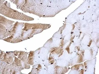 Anti-Raf1 antibody [N3C3] used in IHC (Paraffin sections) (IHC-P). GTX107763
