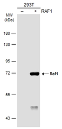 Anti-Raf1 antibody [N3C3] used in Western Blot (WB). GTX107763