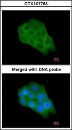 Anti-Raf1 antibody [N3C3] used in Immunocytochemistry/ Immunofluorescence (ICC/IF). GTX107763