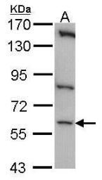 Anti-CLK1 antibody [N3C3] used in Western Blot (WB). GTX107766