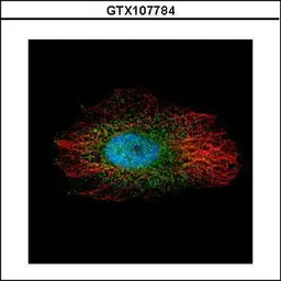 Anti-LIM kinase 2 antibody used in Immunocytochemistry/ Immunofluorescence (ICC/IF). GTX107784