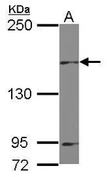 Anti-MAP4K6 antibody [C2C3], C-term used in Western Blot (WB). GTX107788