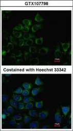 Anti-PANK3 antibody used in Immunocytochemistry/ Immunofluorescence (ICC/IF). GTX107798