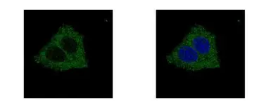 Anti-GLYCTK antibody [N3C3] used in Immunocytochemistry/ Immunofluorescence (ICC/IF). GTX107807