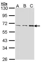 Anti-FAST antibody [C1C3-2] used in Western Blot (WB). GTX107855