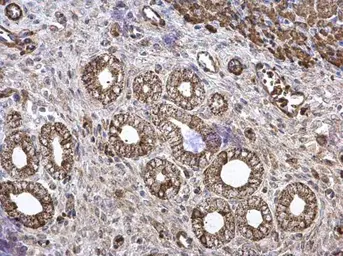 Anti-CKMT2 antibody [N3C3] used in IHC (Paraffin sections) (IHC-P). GTX107874