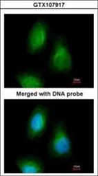 Anti-SEPHS2 antibody [N3C3] used in Immunocytochemistry/ Immunofluorescence (ICC/IF). GTX107917