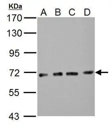 Anti-Nucleoporin p62 antibody used in Western Blot (WB). GTX107920