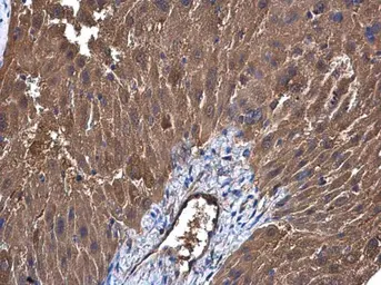 Anti-UGP2 antibody [N3C3-2] used in IHC (Paraffin sections) (IHC-P). GTX107967