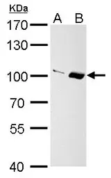 Anti-Importin 13 antibody [C3], C-term used in Western Blot (WB). GTX107982