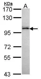 Anti-GRAF antibody [C3], C-term used in Western Blot (WB). GTX107991