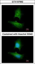 Anti-Lipin 1 antibody [C3], C-term used in Immunocytochemistry/ Immunofluorescence (ICC/IF). GTX107992