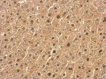 Anti-Lipin 1 antibody [C3], C-term used in IHC (Paraffin sections) (IHC-P). GTX107992