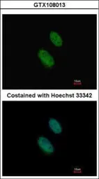 Anti-EZH1 antibody [N1], N-term used in Immunocytochemistry/ Immunofluorescence (ICC/IF). GTX108013