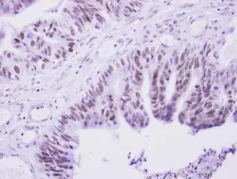 Anti-PRAM1 antibody [C3], C-term used in IHC (Paraffin sections) (IHC-P). GTX108042