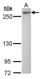 Anti-PRP8 antibody [C3-2], C-term used in Western Blot (WB). GTX108046