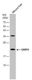 Anti-GNRPX antibody [C1C3] used in Western Blot (WB). GTX108055