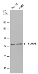 Anti-ELMO2 antibody [C3], C-term used in Western Blot (WB). GTX108070