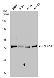 Anti-ELMO2 antibody [C3], C-term used in Western Blot (WB). GTX108070