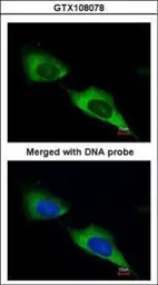 Anti-MTMR9 antibody [C3], C-term used in Immunocytochemistry/ Immunofluorescence (ICC/IF). GTX108078