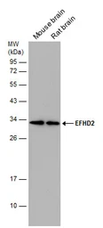 Anti-EFHD2 antibody used in Western Blot (WB). GTX108080
