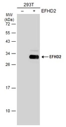 Anti-EFHD2 antibody used in Western Blot (WB). GTX108080