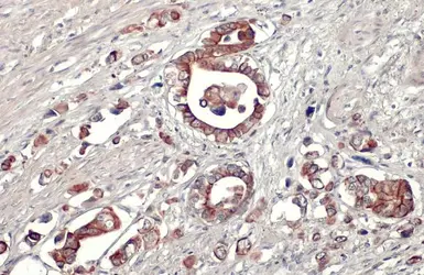 Anti-AMID antibody [N1], N-term used in IHC (Paraffin sections) (IHC-P). GTX108089