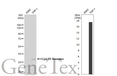 Anti-CysLT1 Receptor antibody [N1], N-term used in Western Blot (WB). GTX108112