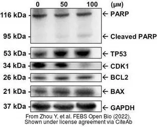 Anti-CDC2 antibody [N1], N-term used in Western Blot (WB). GTX108120