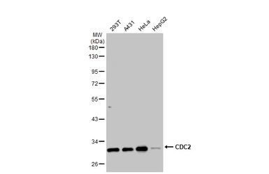 Anti-CDC2 antibody [N1], N-term used in Western Blot (WB). GTX108120