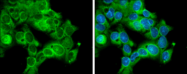 Anti-CDC2 antibody [N1], N-term used in Immunocytochemistry/ Immunofluorescence (ICC/IF). GTX108120