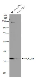 Anti-GALR3 antibody used in Western Blot (WB). GTX108163