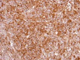 Anti-GHS-R1 antibody [N1], N-term used in IHC (Paraffin sections) (IHC-P). GTX108171