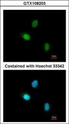 Anti-HUNK antibody [C3], C-term used in Immunocytochemistry/ Immunofluorescence (ICC/IF). GTX108203
