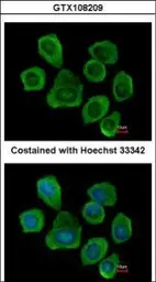 Anti-PTGFRN antibody [C3], C-term used in Immunocytochemistry/ Immunofluorescence (ICC/IF). GTX108209