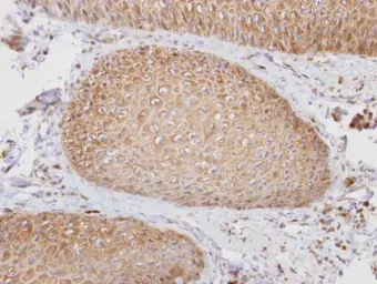 Anti-PTGFRN antibody [C3], C-term used in IHC (Paraffin sections) (IHC-P). GTX108209