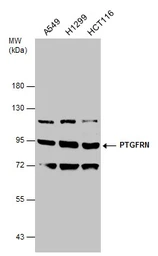 Anti-PTGFRN antibody [C3], C-term used in Western Blot (WB). GTX108209