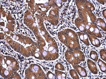 Anti-PTGFRN antibody [C3], C-term used in IHC (Paraffin sections) (IHC-P). GTX108209