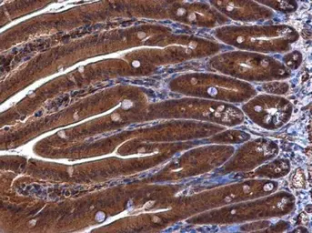 Anti-DUSP23 antibody [C1C3] used in IHC (Paraffin sections) (IHC-P). GTX108245