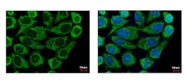 Anti-COX6B1 antibody [N2C3] used in Immunocytochemistry/ Immunofluorescence (ICC/IF). GTX108249