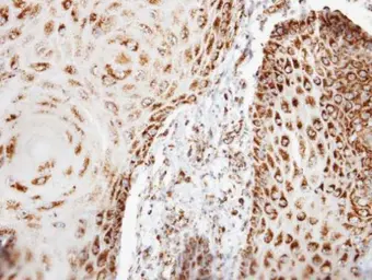 Anti-COX6B1 antibody [N2C3] used in IHC (Paraffin sections) (IHC-P). GTX108249