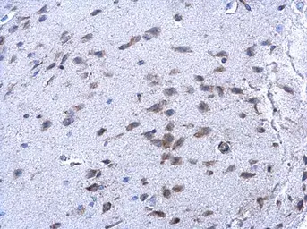 Anti-PRX IV antibody used in IHC (Paraffin sections) (IHC-P). GTX108256