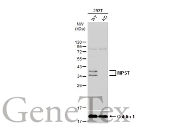 Anti-MPST antibody [C2C3], C-term used in Western Blot (WB). GTX108274