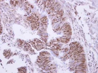 Anti-PPP4C antibody [N1], N-term used in IHC (Paraffin sections) (IHC-P). GTX108299