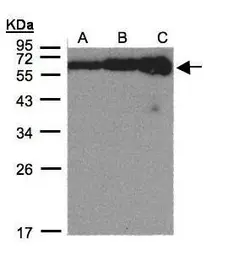 Anti-COL4A3BP antibody [C3], C-term used in Western Blot (WB). GTX108337
