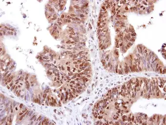 Anti-RED antibody [N1], N-term used in IHC (Paraffin sections) (IHC-P). GTX108398