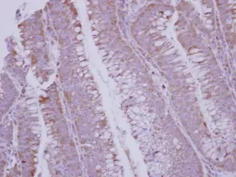 Anti-BMP10 antibody [C3], C-term used in IHC (Paraffin sections) (IHC-P). GTX108409