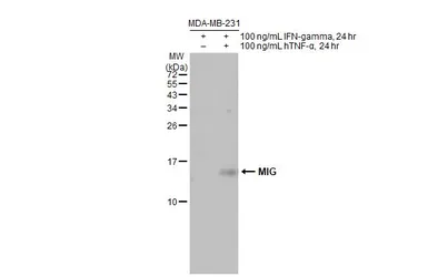 Anti-MIG antibody used in Western Blot (WB). GTX108422